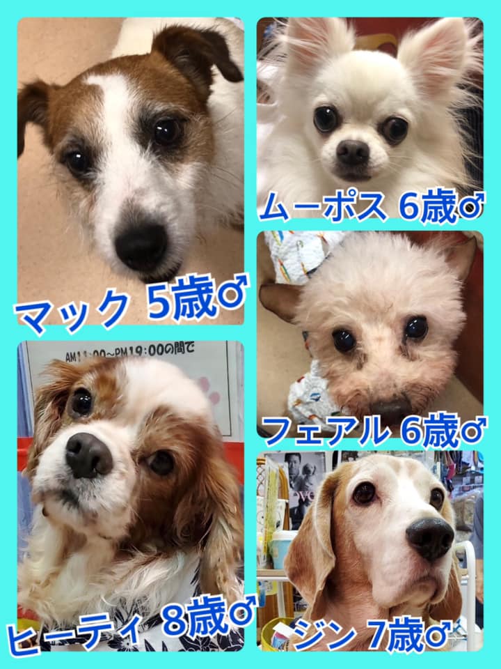 🐾今日の里親様募集中ワンコ🐶メンバーです🐾2020,7,25